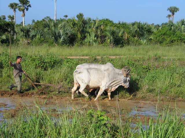 cuba0393